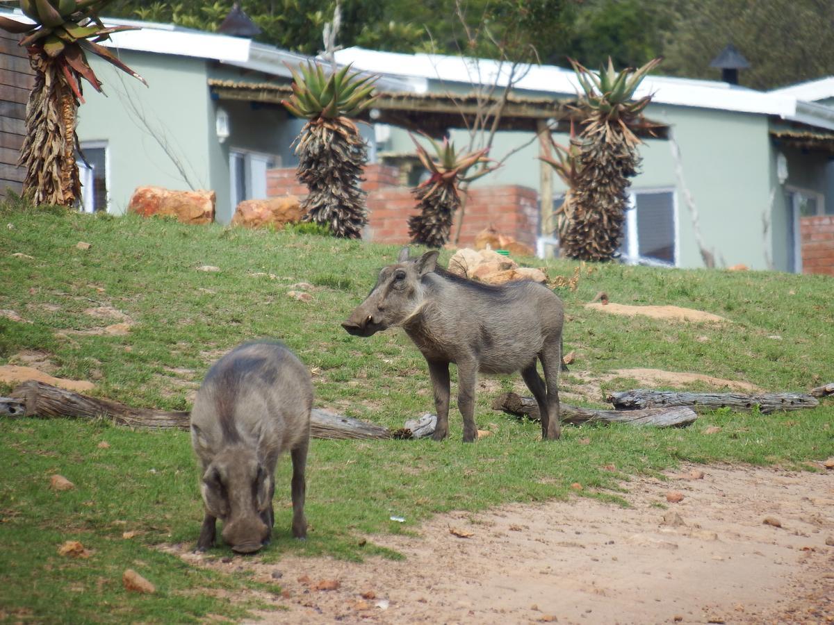 Stoneyvale Cottages Grahamstown Exteriör bild